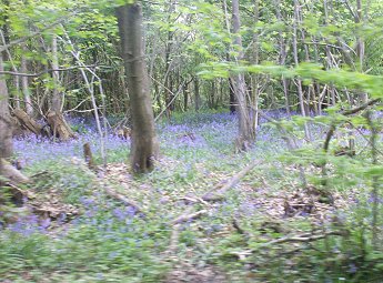 more bluebells