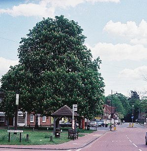 Chestnut, Brasted