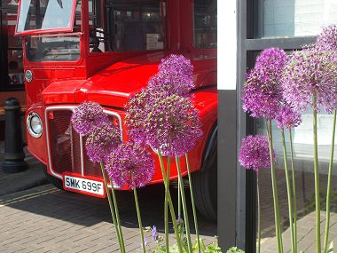 aliums, Sevenoaks