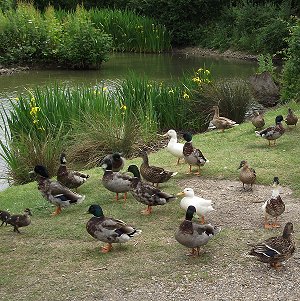 ducks at Chapmore End