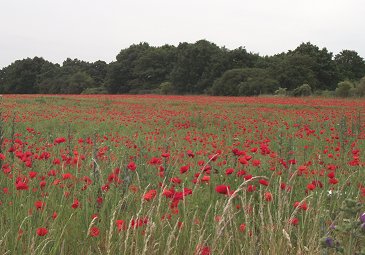 Watton Station; poppies