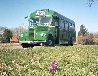 GS62 woth crocuses, Oakwoodhill