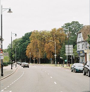 Chestnut trees, Cheam