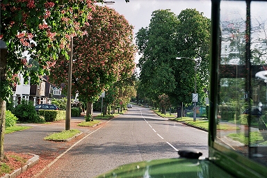 Chestnut trees in flower.